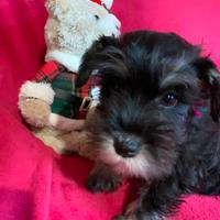 Cuccioli schnauzer nano nero argento