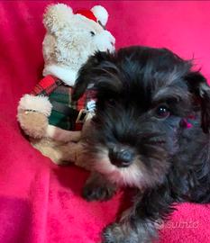 Cuccioli schnauzer nano nero argento