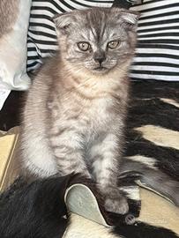 Scottish fold