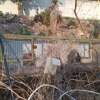 gabbie conigli lepri 