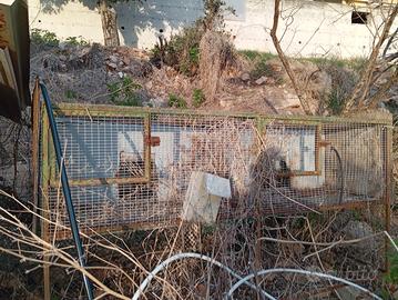 gabbie conigli lepri 