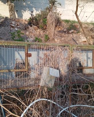 gabbie conigli lepri 