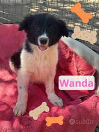 Wanda