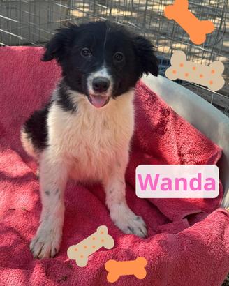 Wanda