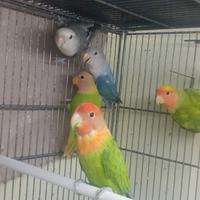 Inseparabili