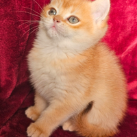 Meraviglioso ultimo cucciolo british shorthair M