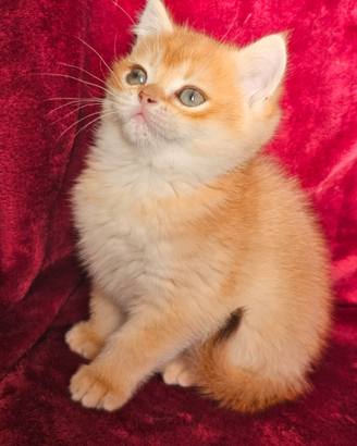 Meraviglioso ultimo cucciolo british shorthair M