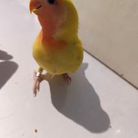 Inseparabili allevati a mano