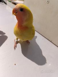 Inseparabili allevati a mano