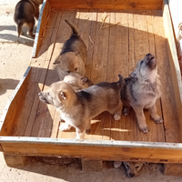 Cuccioli di cane lupo cecoslovacco