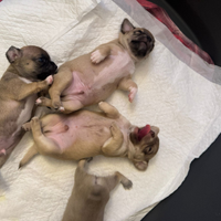 Chihuahua cuccioli