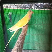 Regina Alessandra coppia adulta