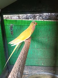 Regina Alessandra coppia adulta