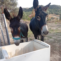 Asino Martina franca