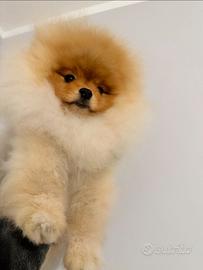 Pomerania