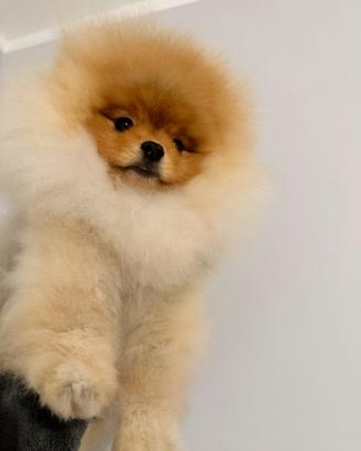 Pomerania