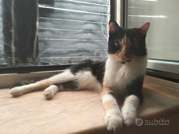 gattina in adozione consapevole 