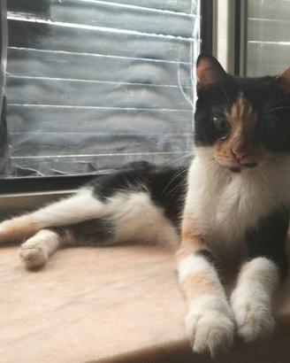gattina in adozione consapevole 