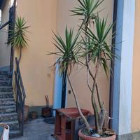 2 piante di Yucca altezza circa 3/4 metri