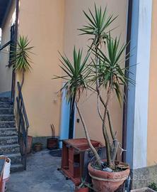 2 piante di Yucca altezza circa 3/4 metri