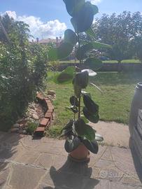 Ficus