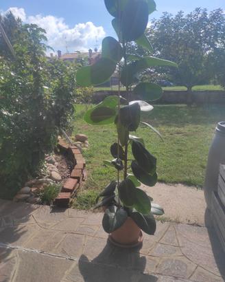 Ficus