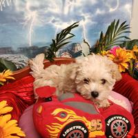 Cuccioli Crema Chiaro Maltipoo Taglia Piccola