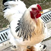 Galli razza Brahma