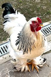 Galli razza Brahma