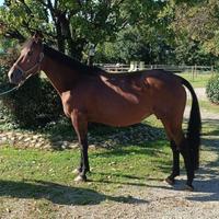 Fattrice trotter 9 anni