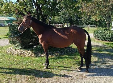 Fattrice trotter 9 anni