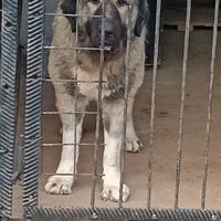 Caucaso e Asia centrale