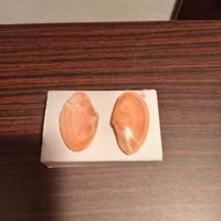 conchiglia rara mar ligure