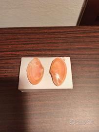 conchiglia rara mar ligure