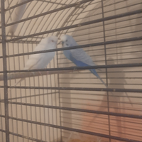 Copia di cocorite grande