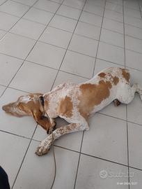 Bracco italiano