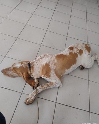 Bracco italiano