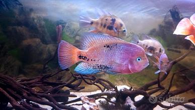 Pesce Vieja