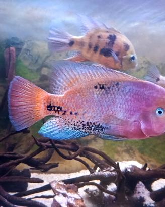 Pesce Vieja