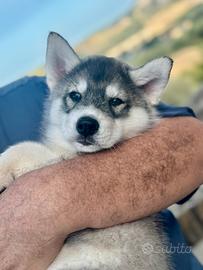 Cucciolo siberian husky maschio