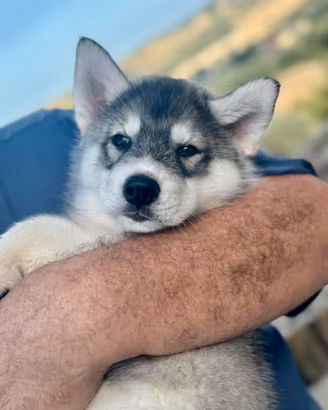 Cucciolo siberian husky maschio