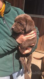 Labrador marroni con pedigree