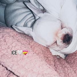 Bulldog francese tre mesi