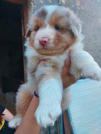 Australian Shepherd/Pastore Australiano cuccioli