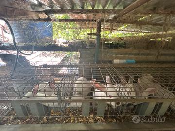 Disponibile coniglia gravida