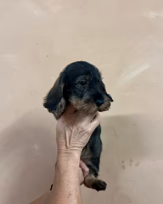 Bassotti pelo duro con Pedigree ENCI