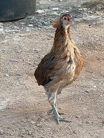 Galline