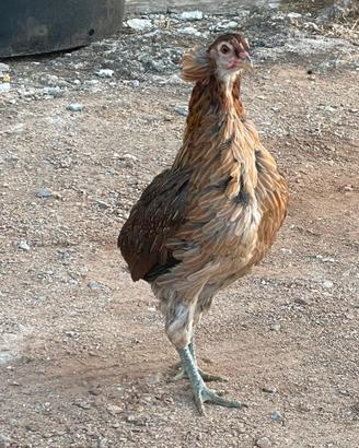 Galline