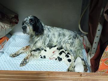 Cuccioli setter inglese