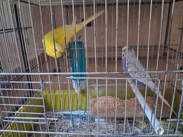 Pappagalli cocorite